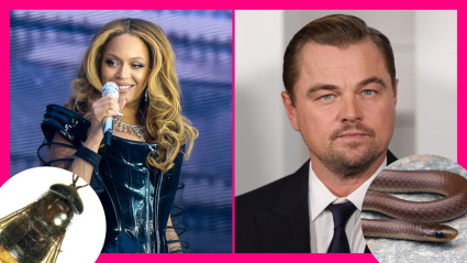 Beyonce y Dicaprio dan nombre a una especie de abeja y una especie de serpiente