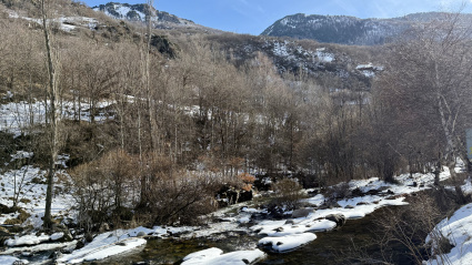 Riu Noguera Pallaresa a Alt Àneu
