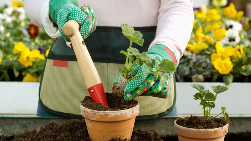 2X3WRDN Gardening tools. Transplantating flowers. Greenhouse