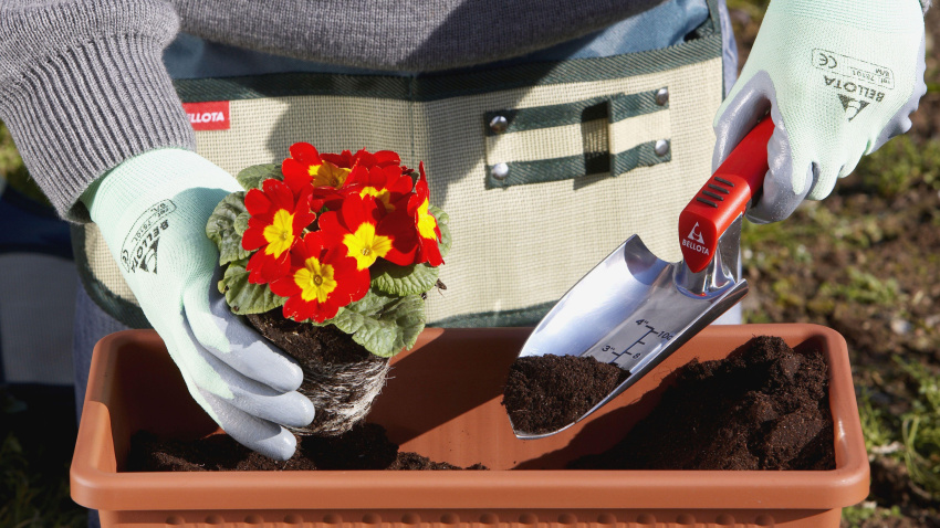 2X3WM4E Transplanting pansies