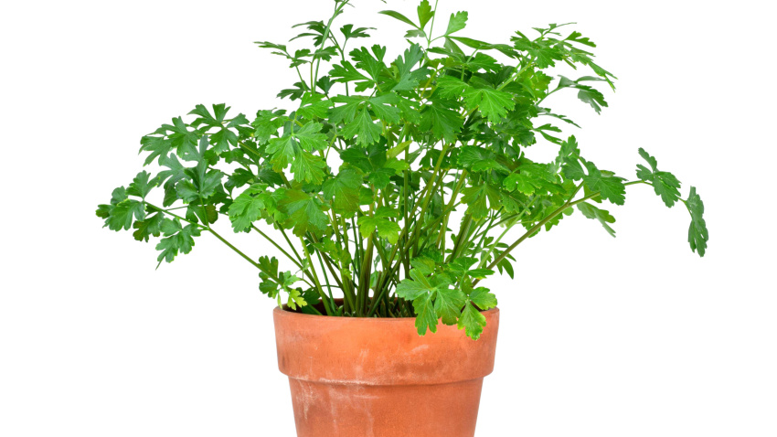 2SACGD7 Green fresh flat leaf parsley herb growing in terracotta pot isolated cutout on white