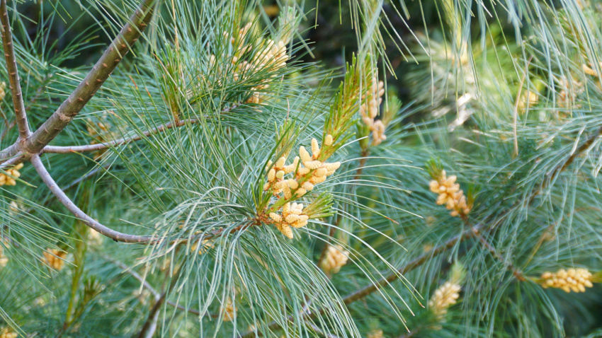 2XFN9M1 White Pine Pollen Cones on a tree. Spring and Summer seasonal Allergies