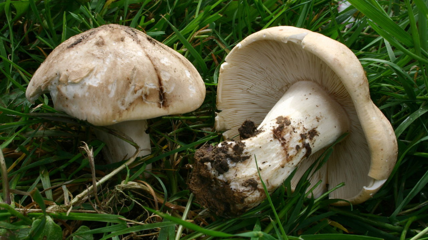 El moixernó i altres espècies reapareixen amb la primavera i converteixen Sant Jordi en una cita també per als boletaires