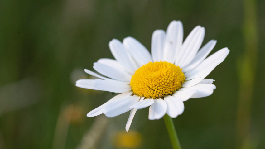 2C6261C Macro shot of daisy flowers