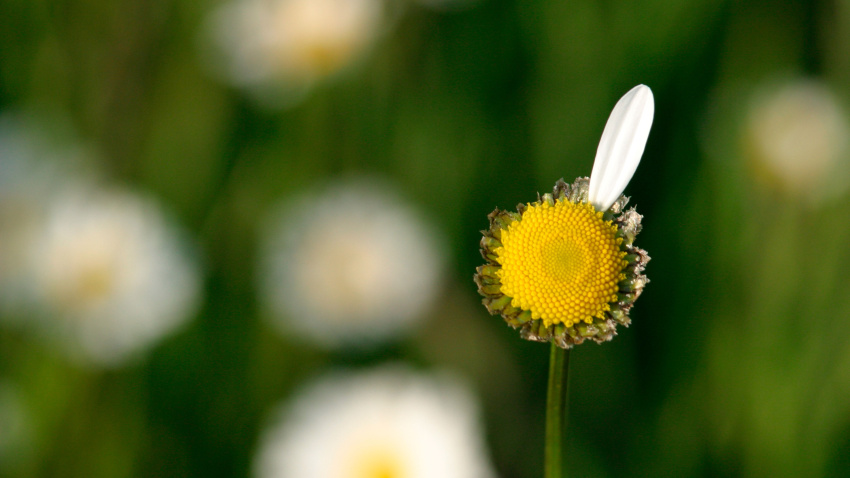 AXD5E1 he loves me oxeye daisy chrysanthemum leucanthemum one petal left