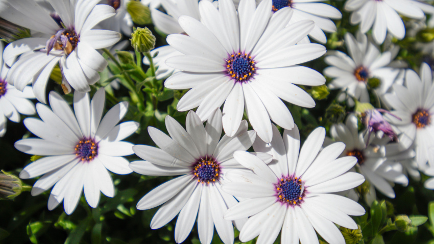 2HD93PK Cape daisy in bloom