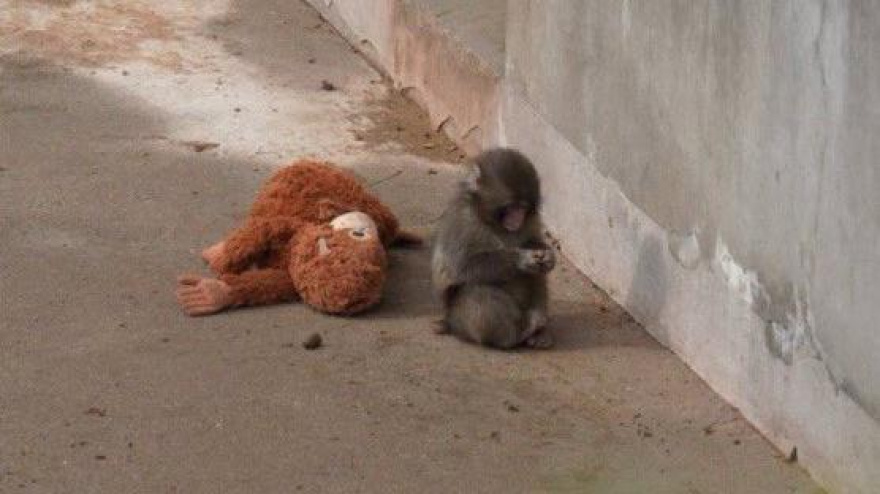 Punch con su peluche