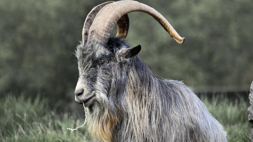 Una cabra desorientada passejant pels passadissos d’un supermercat de Matadepera, davant la sorpresa dels clients