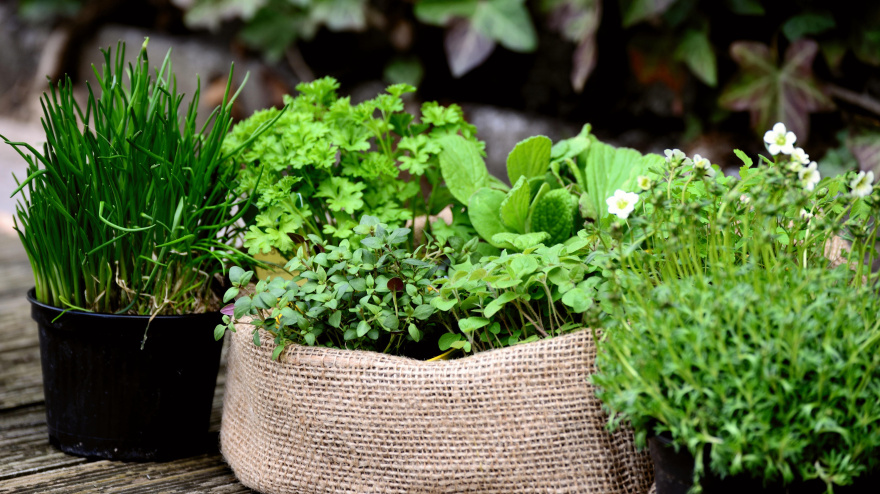 El bicarbonat també serveix per al jardí: així el pots utilitzar sense danyar les plantes