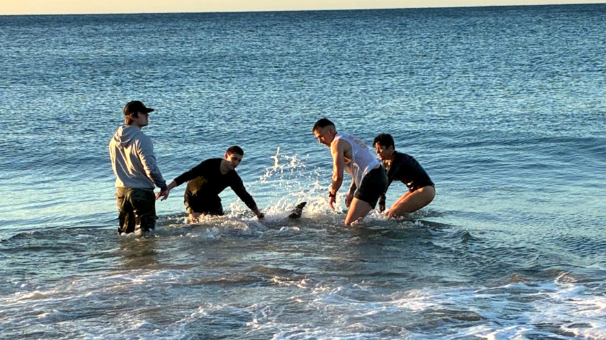 Un dels dofins, al fons, els joves i l'agent dels mossos rescatant l'altre