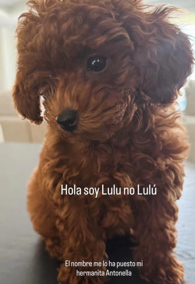 Antonio Orozco presenta a Lulu, el nuevo miembro de la familia