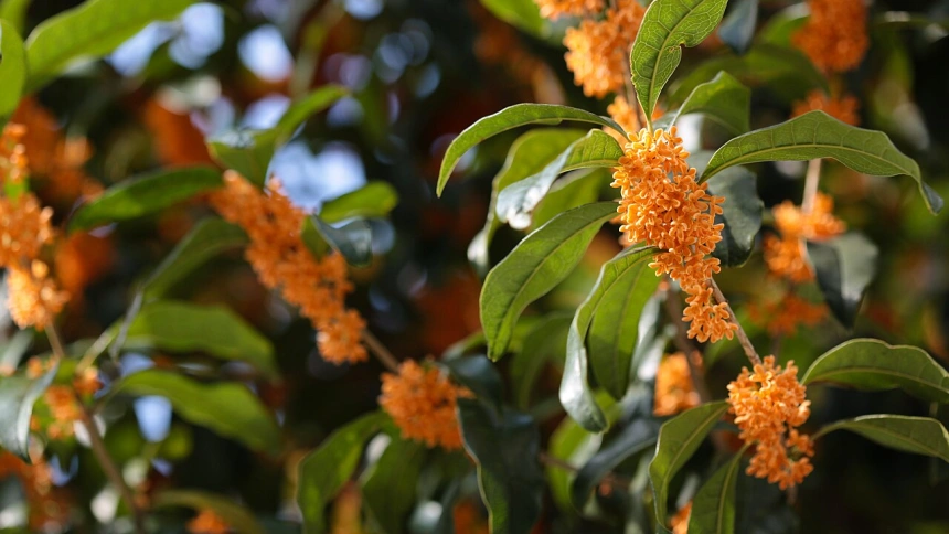 Un balcó petit, un refugi verd: el poder de les plantes urbanes i la ...